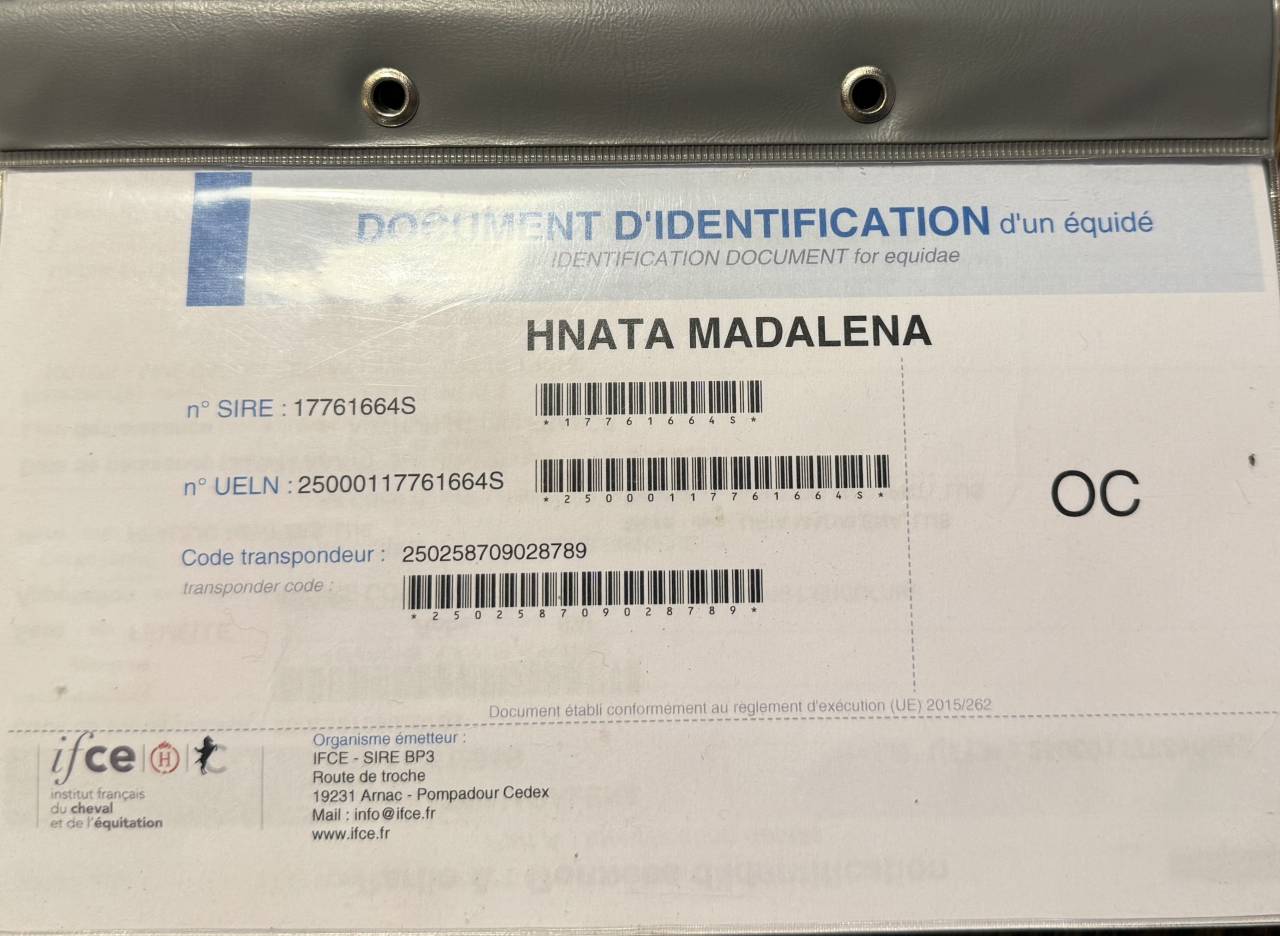 Jument lusitanienne 9 ans 