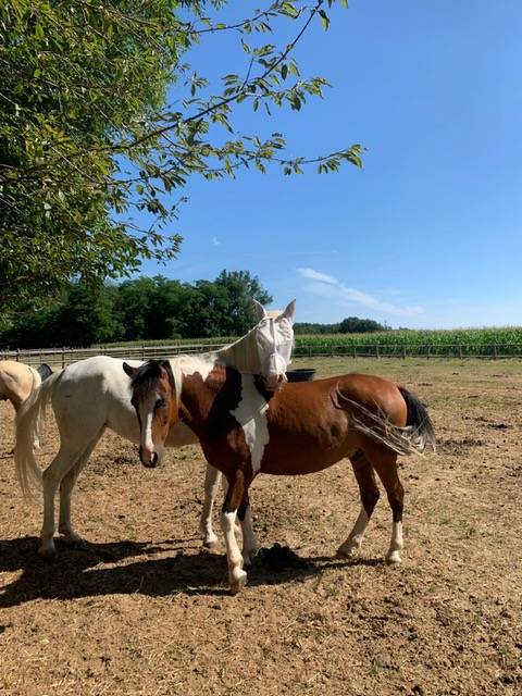 Joli poney pie 6 ans