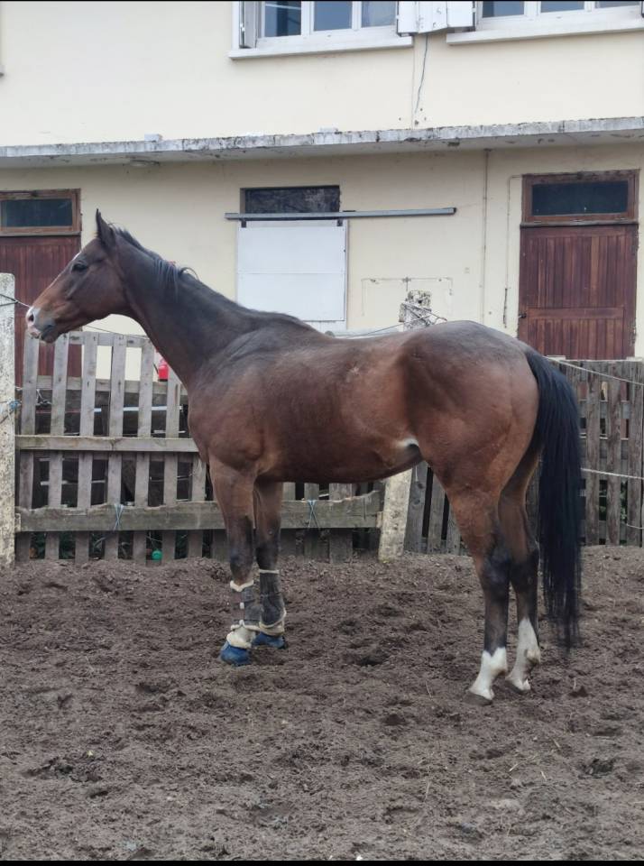 Cheval Hongre pour loisirs 