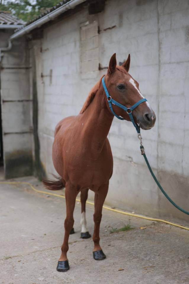 Jolie jument alezane 11 ans