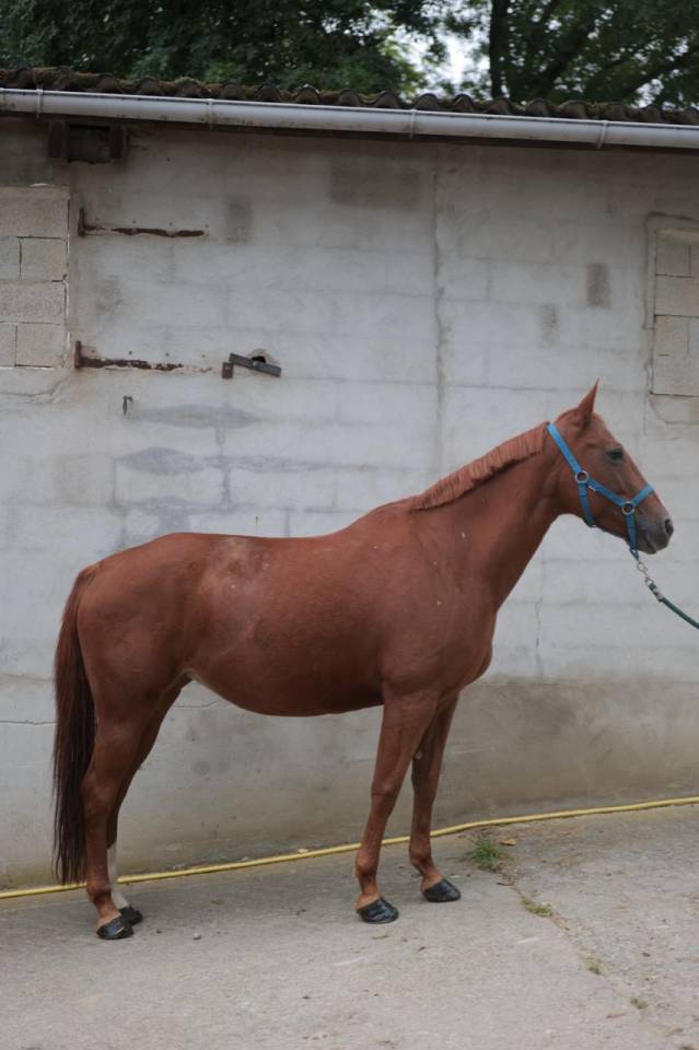 Jolie jument alezane 11 ans