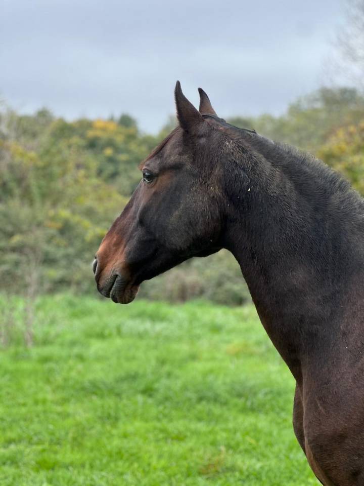 Gentil cheval bai 11 ans