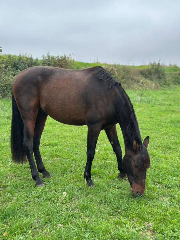 Gentil cheval bai 11 ans