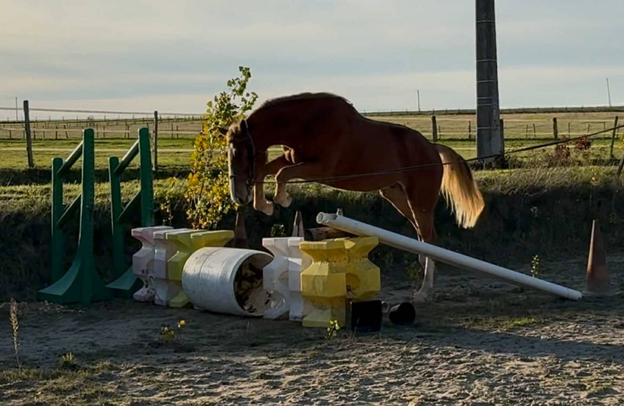 Poulain 2 ans par Itoki & Calvaro