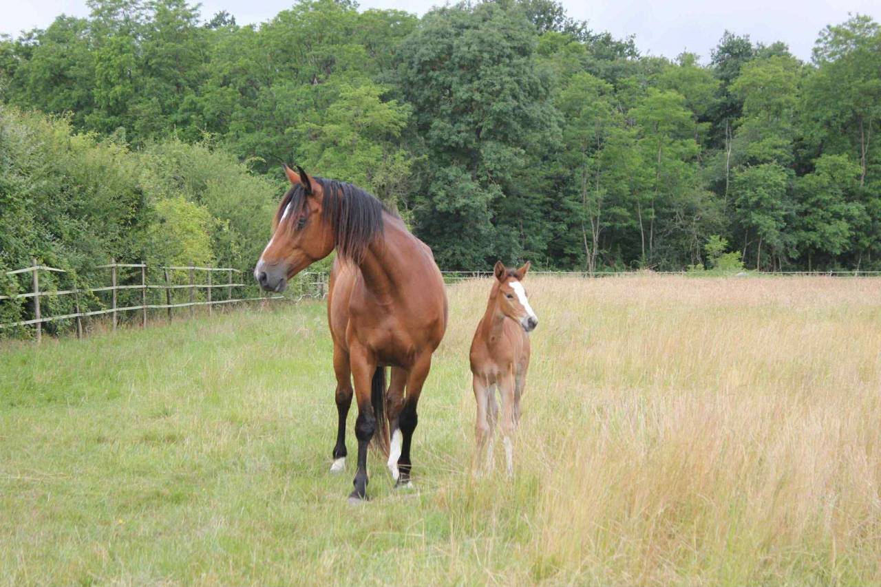 Jument 13 points PACE par Président