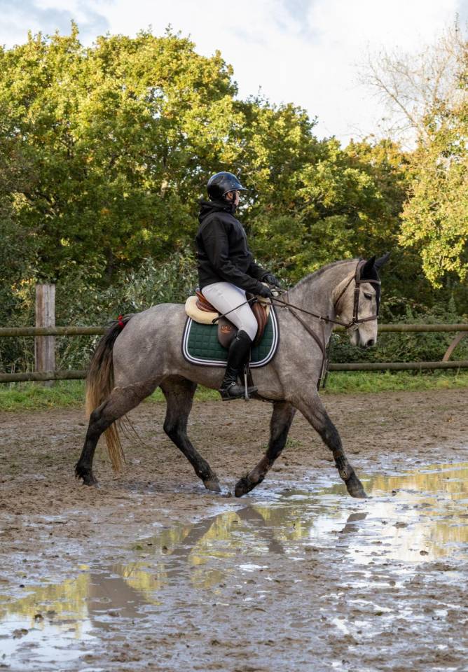 Jeune cheval Connemara