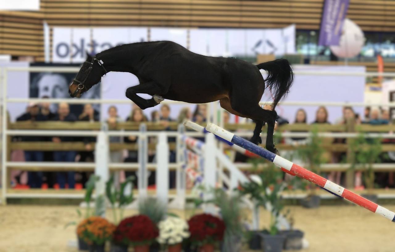 JUMENT DE 3 ANS AVEC DU CHIC ET DU SANG