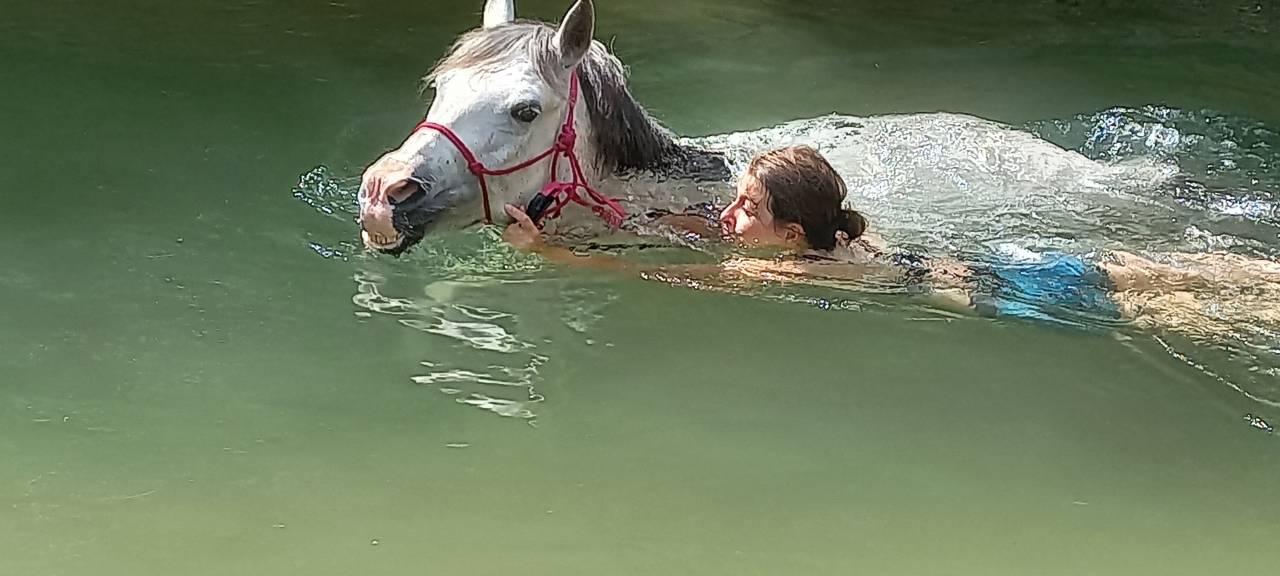 poney à confier