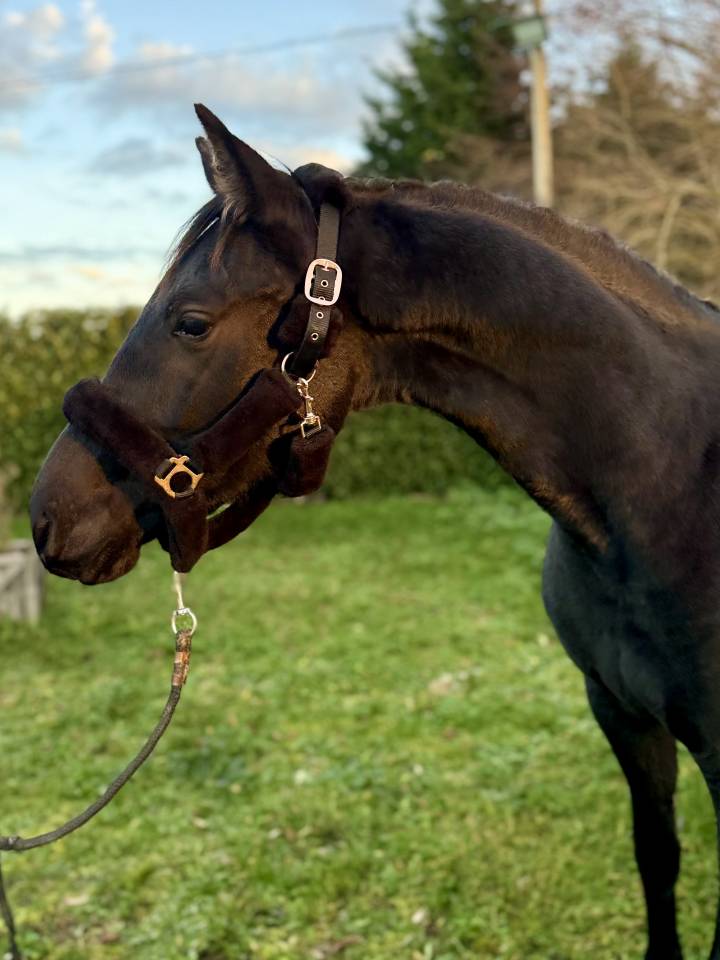 Magnifique beauté noire 