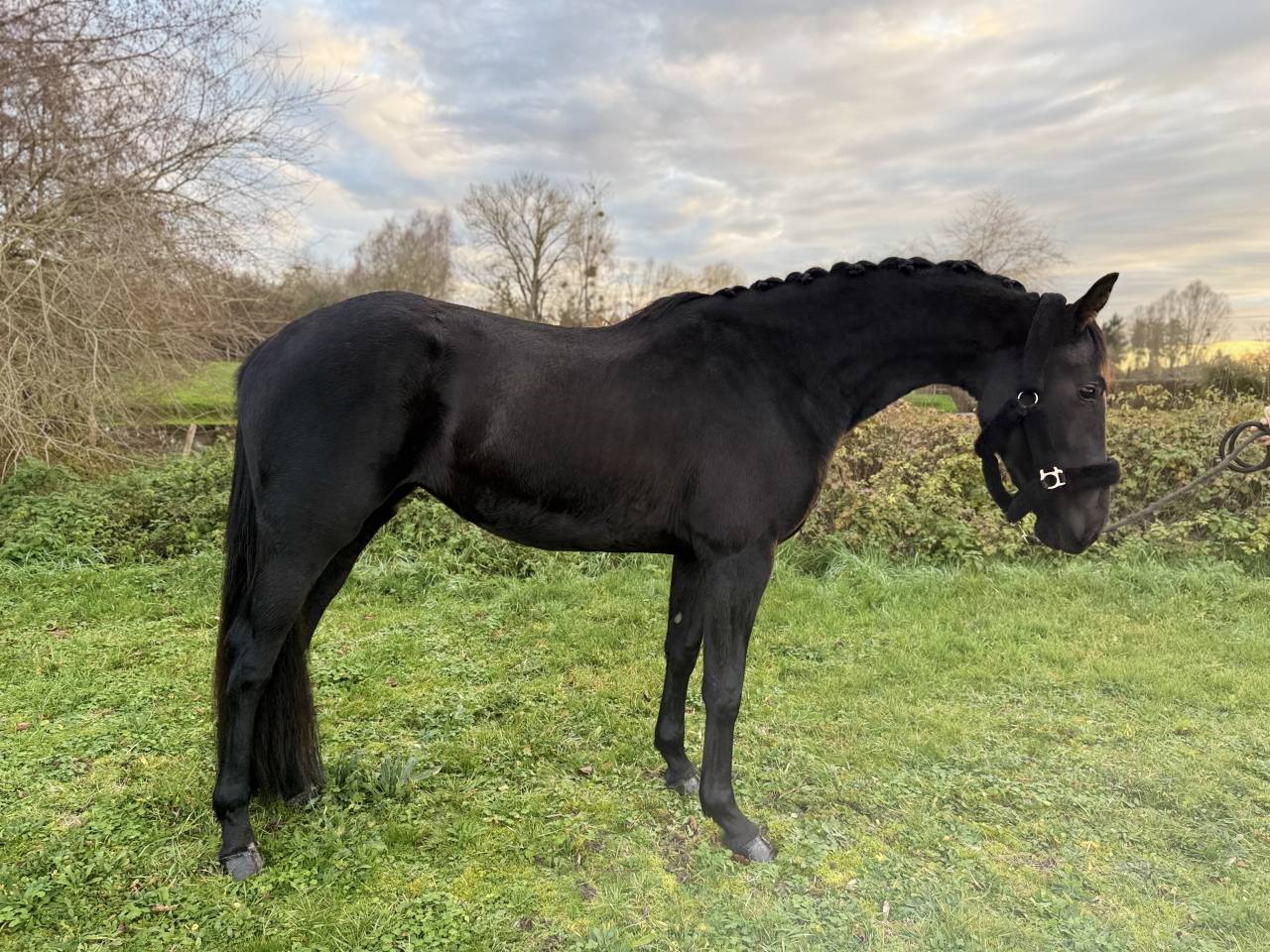 Magnifique beauté noire 