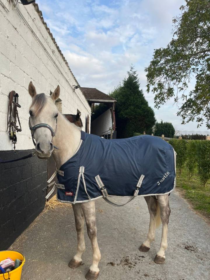 À vendre, superbe poney gris de 5 ans, toisant 146 cm, 