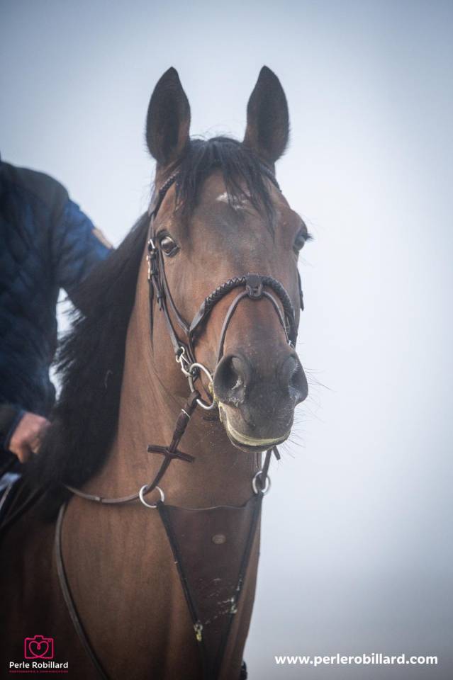 Forgerie a jamais cheval 10 ans 