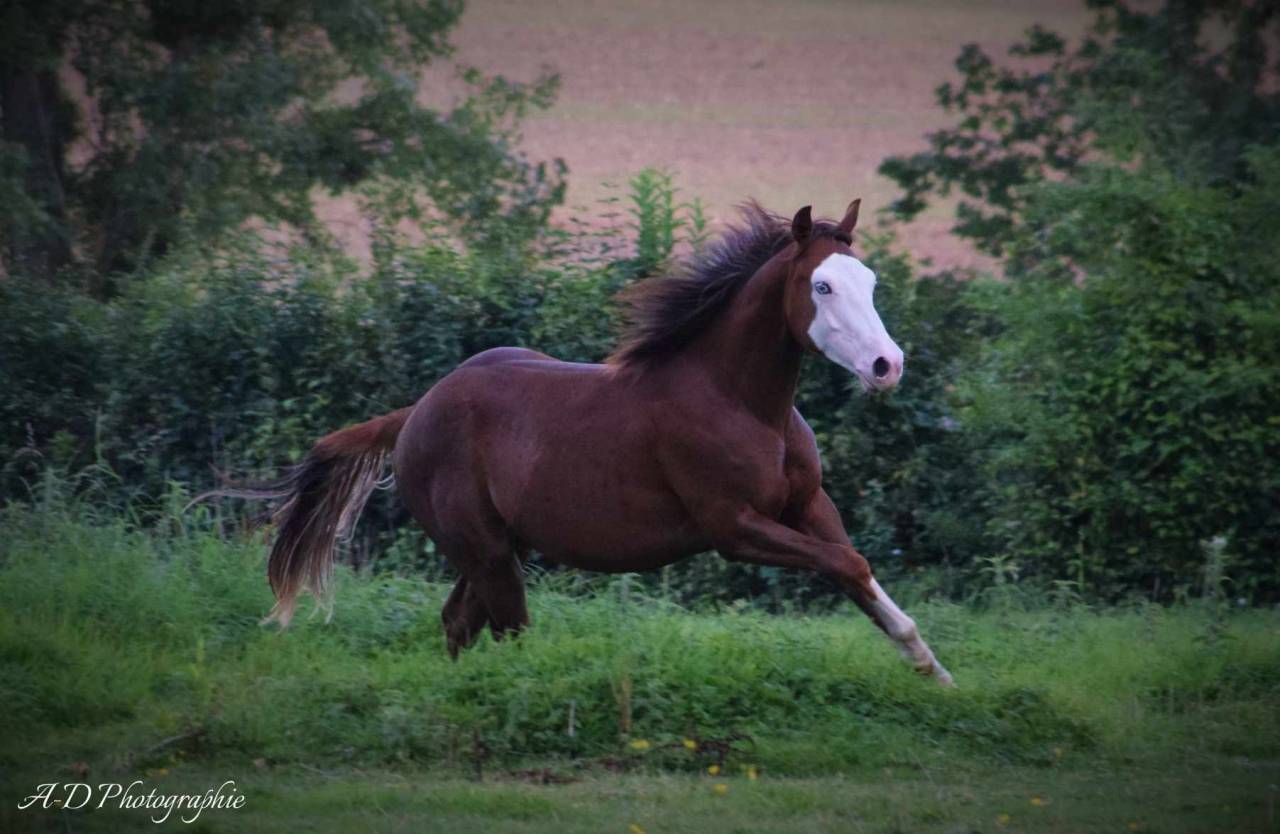 Magnifique quarter horse prend 4 ans débourré reining 