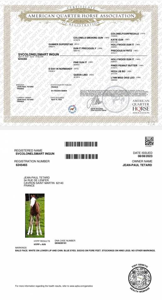 Magnifique quarter horse prend 4 ans débourré reining 