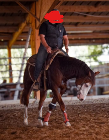 Magnifique quarter horse prend 4 ans débourré reining 