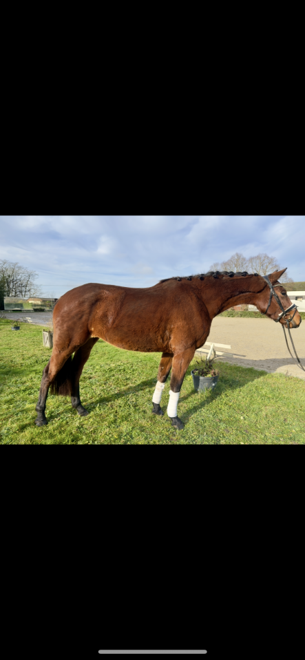 Superbe Jument polyvalente 