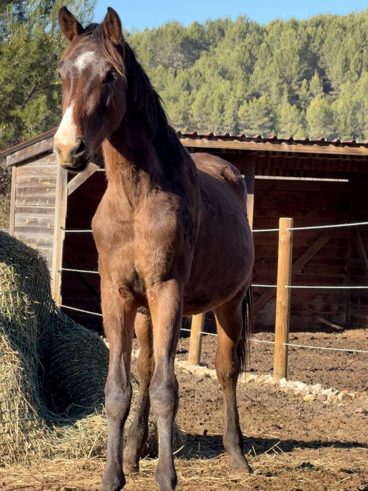 A VENDRE - POULAIN par DOMINATOR Z × SORAYA DE LA POMME