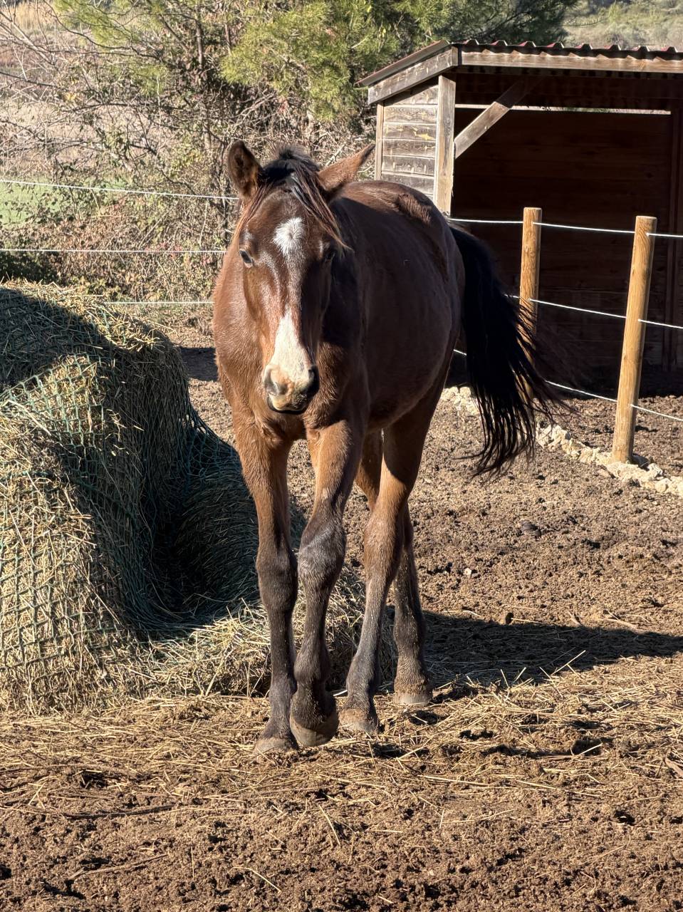 A VENDRE - POULAIN par DOMINATOR Z × SORAYA DE LA POMME