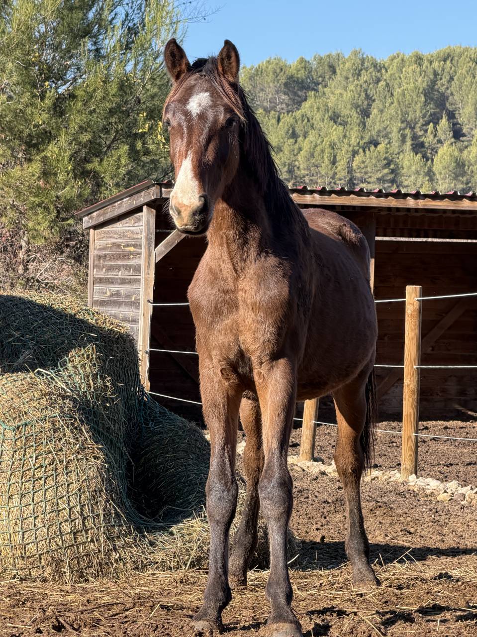 A VENDRE - POULAIN par DOMINATOR Z × SORAYA DE LA POMME