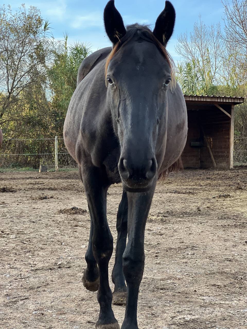 A VENDRE - POULICHE DOMINATOR Z × LAVINA VD BISSCHOP