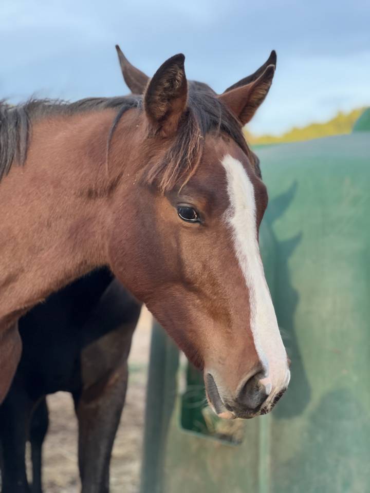 A VENDRE - POULICHE HEARTBREAKER X GIN FIZZ DE MUZE
