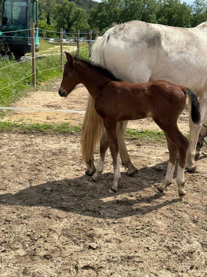 A VENDRE - POULICHE HEARTBREAKER X GIN FIZZ DE MUZE