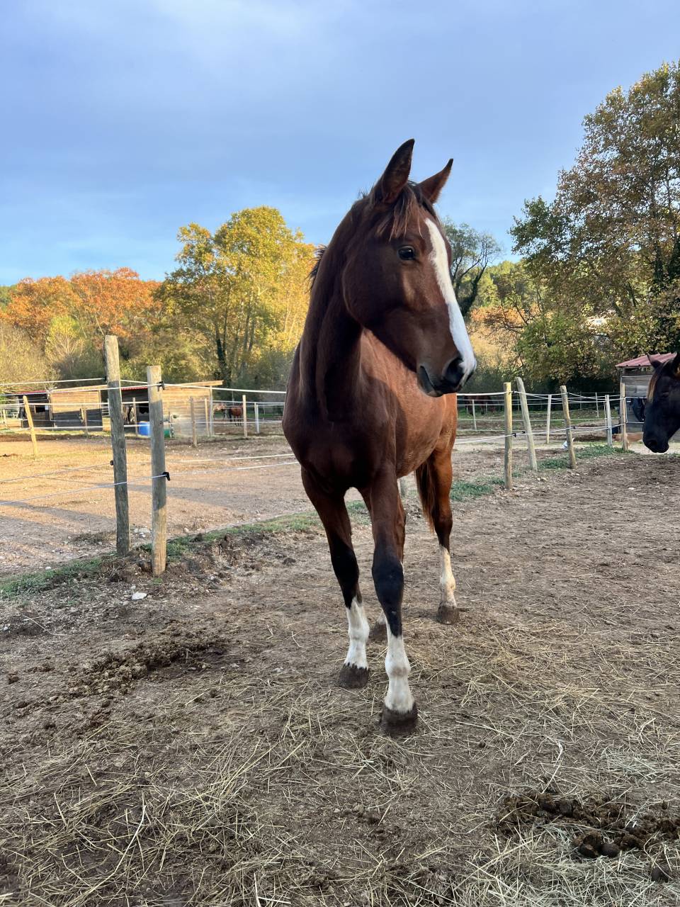 A VENDRE - POULICHE HEARTBREAKER X GIN FIZZ DE MUZE