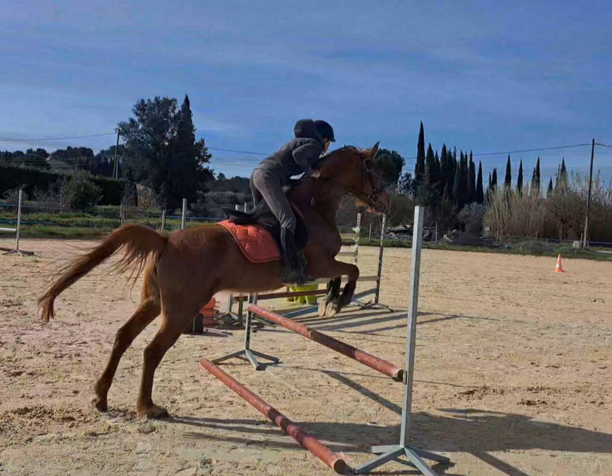 Jument pur sang arabe 