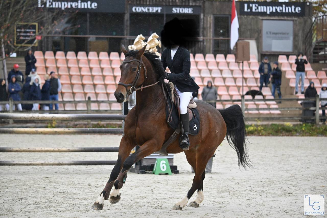 Jument de sport 10 ans AA 