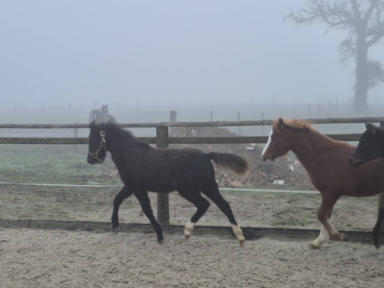 Poulain hongre welsh pony top origines