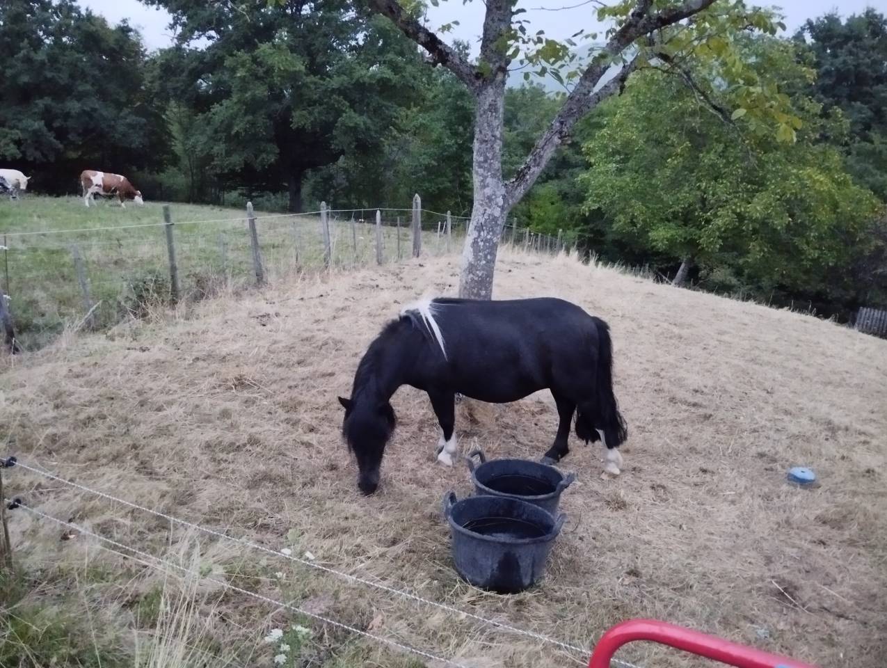 Ponette SHETLAND PP Livre A 