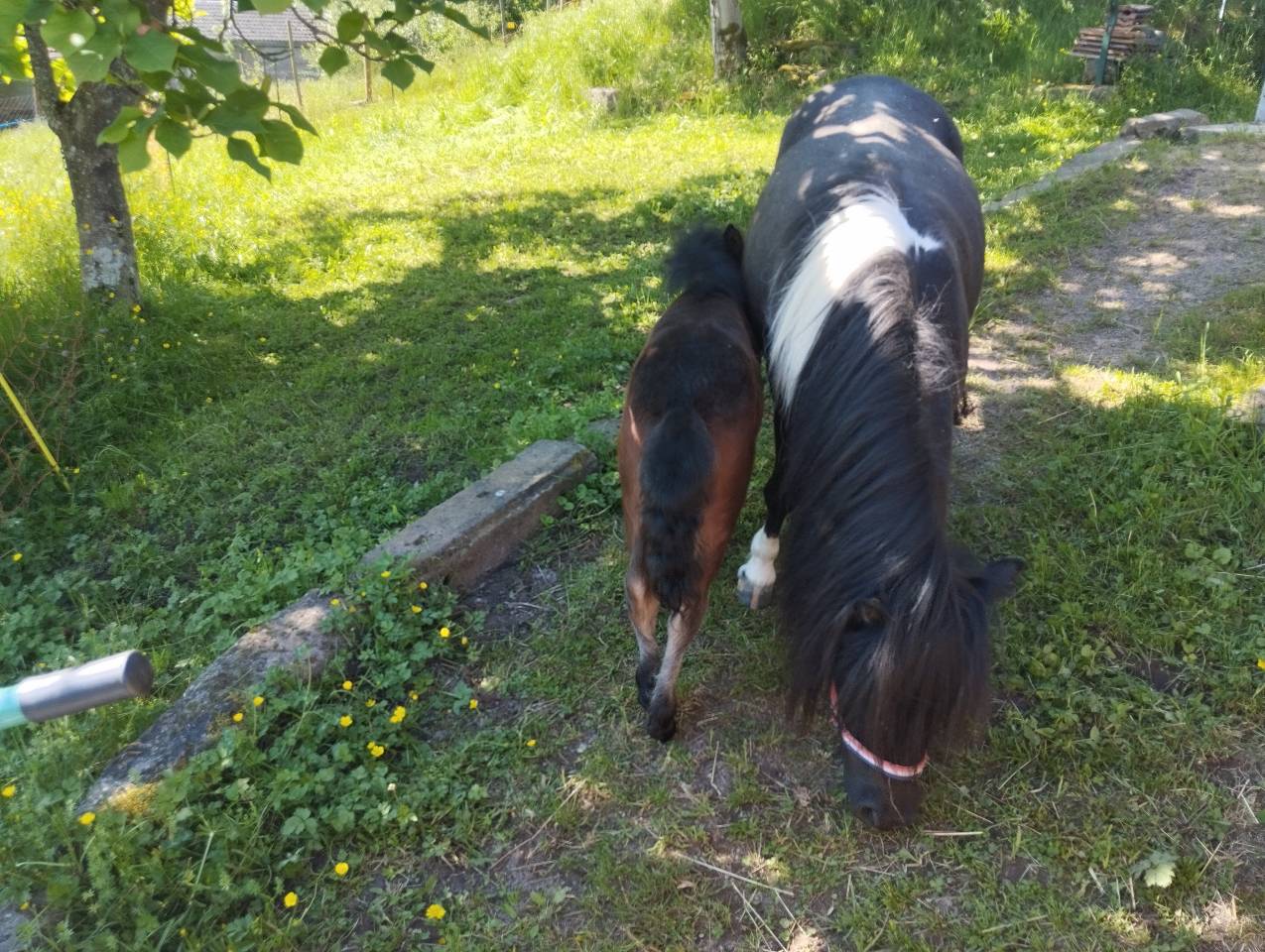 Ponette SHETLAND PP Livre A 