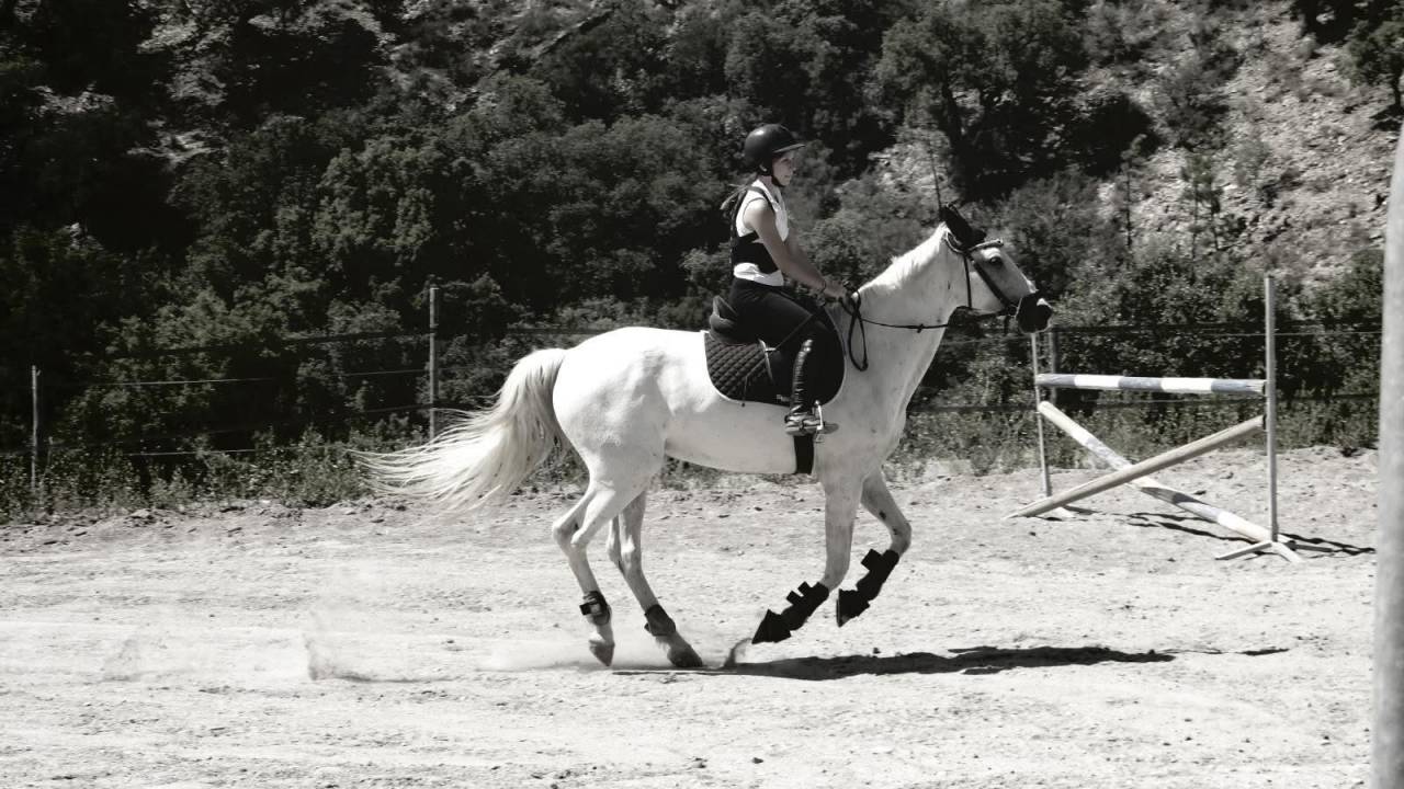 Recherche poste palfrenier/Ouvrier agricole