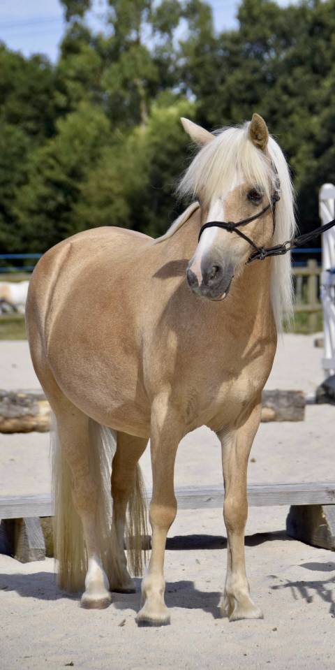 Magnifique ponette Welsh Mountain Palomino PP