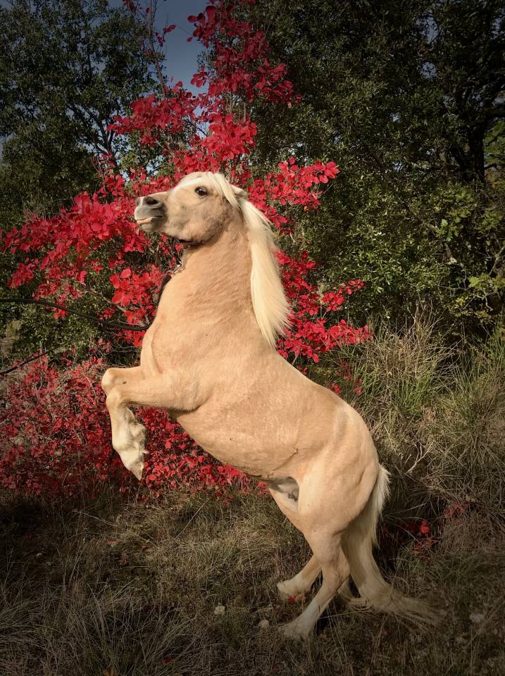 Magnifique ponette Welsh Mountain Palomino PP