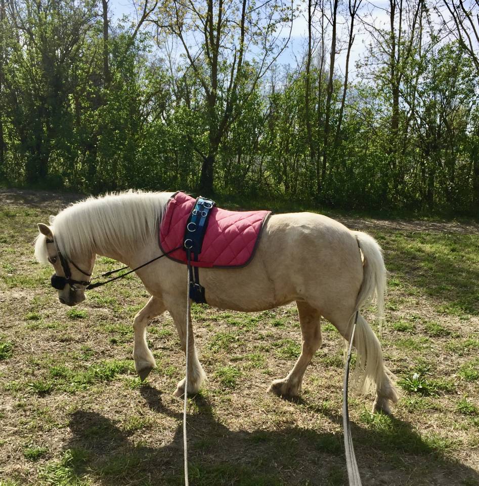 Magnifique ponette Welsh Mountain Palomino PP