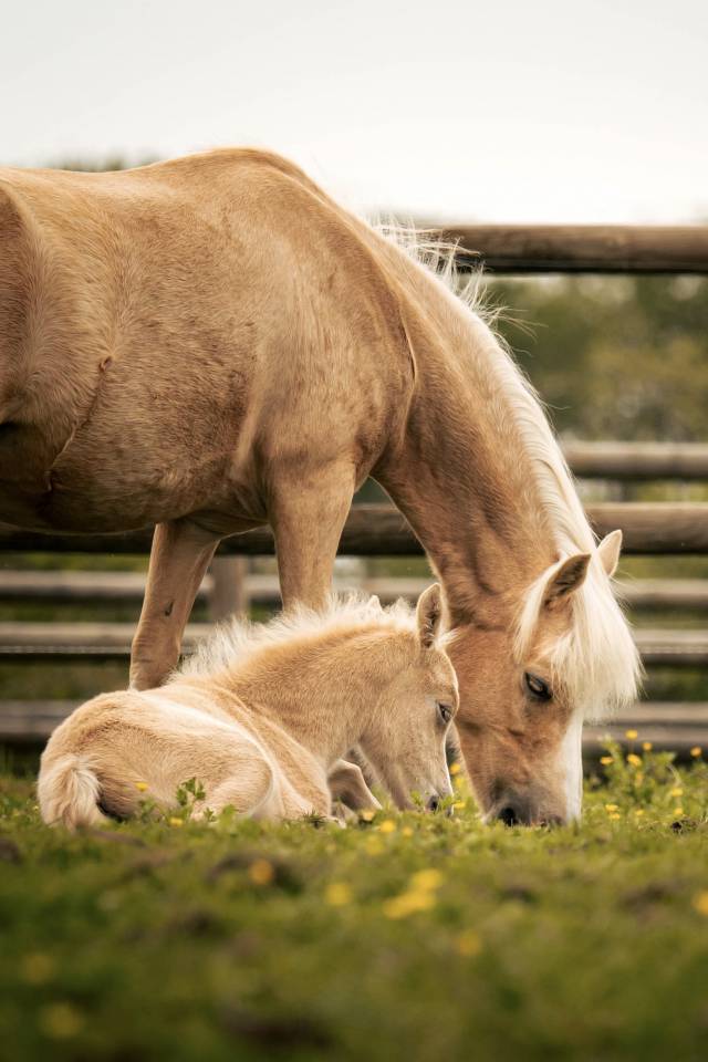 Magnifique ponette Welsh Mountain Palomino PP