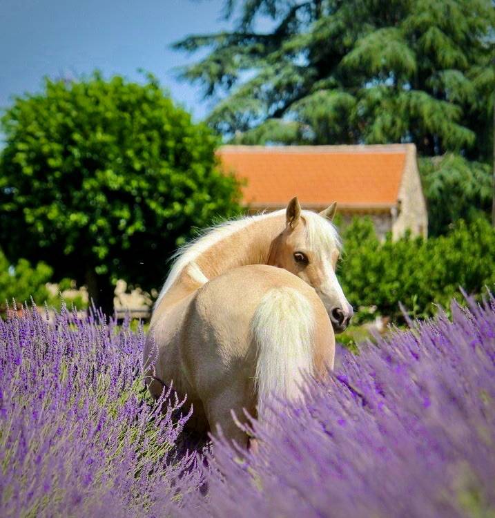 Magnifique ponette Welsh Mountain Palomino PP