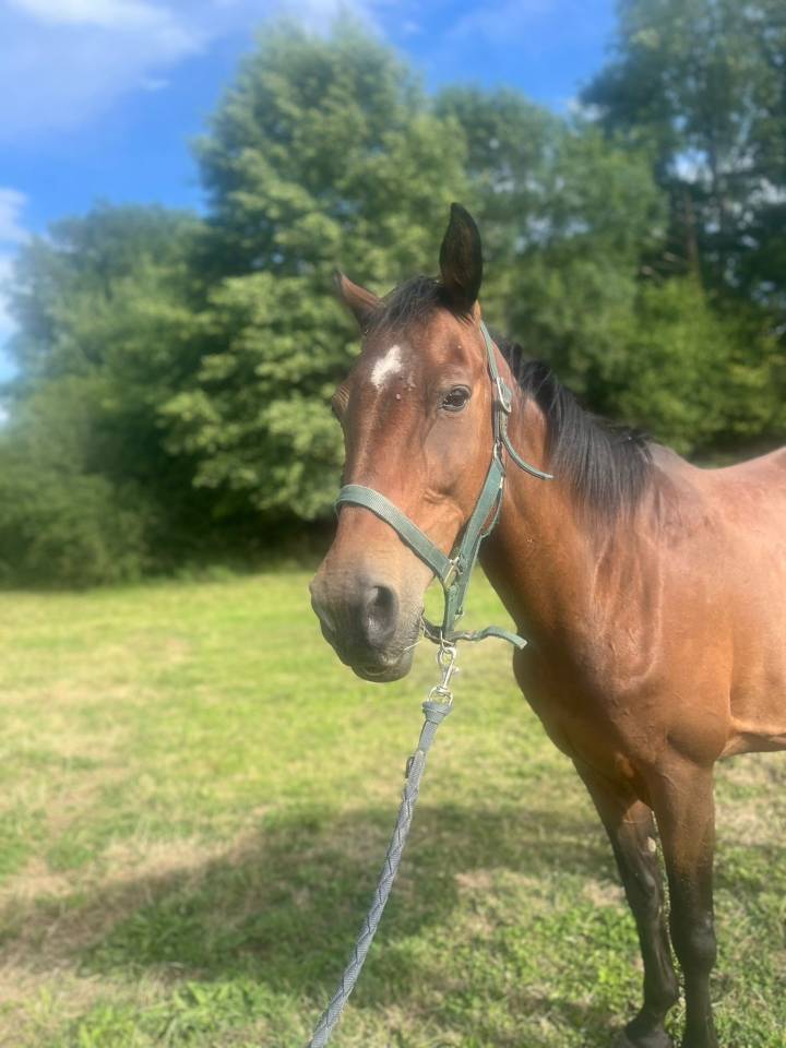 Poulini&egrave;re selle fran&ccedil;ais 