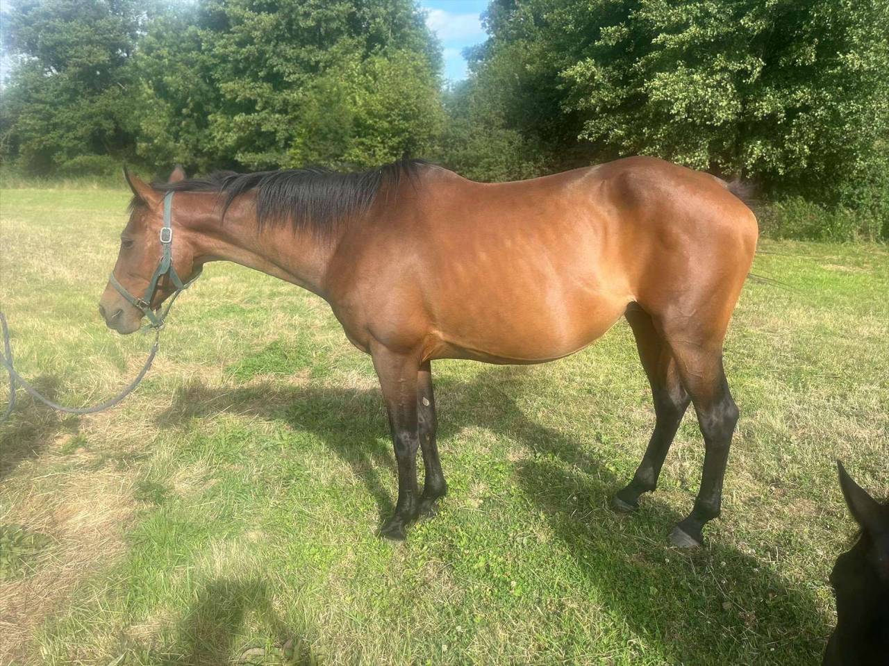 Poulini&egrave;re selle fran&ccedil;ais 
