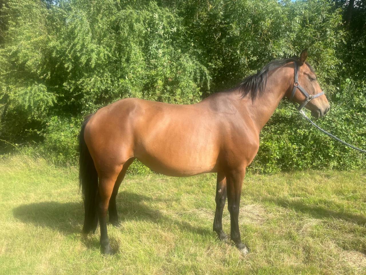 Poulini&egrave;re selle fran&ccedil;ais 