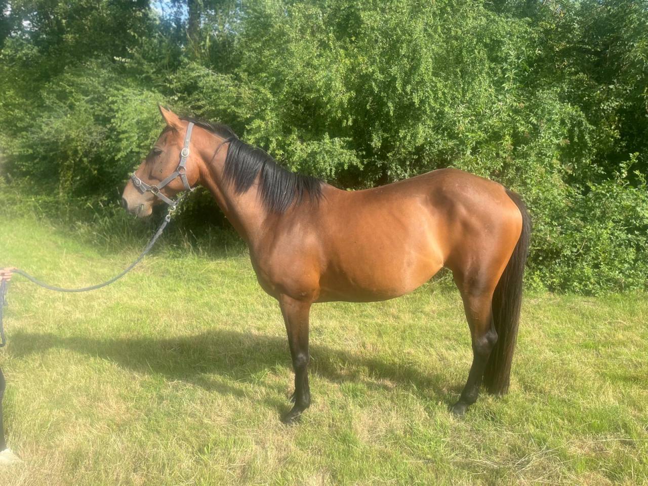 Poulini&egrave;re selle fran&ccedil;ais 