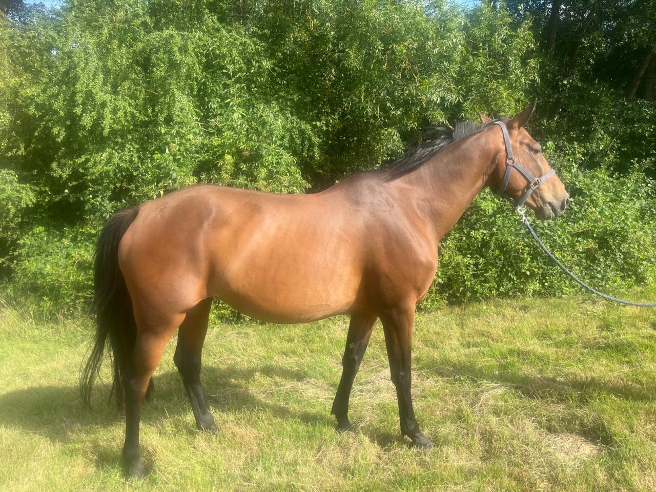 Poulini&egrave;re selle fran&ccedil;ais 