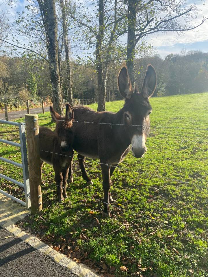 &Acirc;nesse normande 