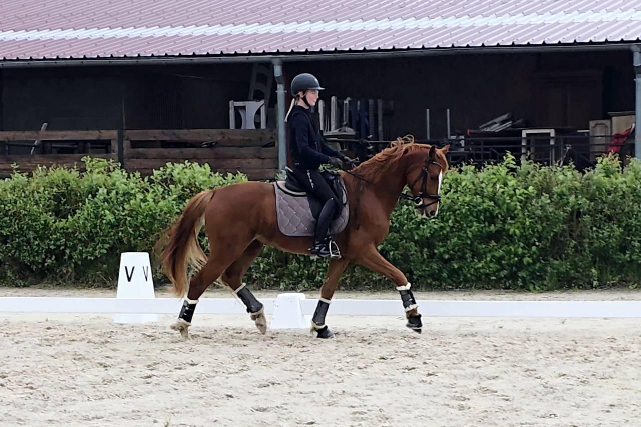 Hongre, 2021, 74% en Formation 1