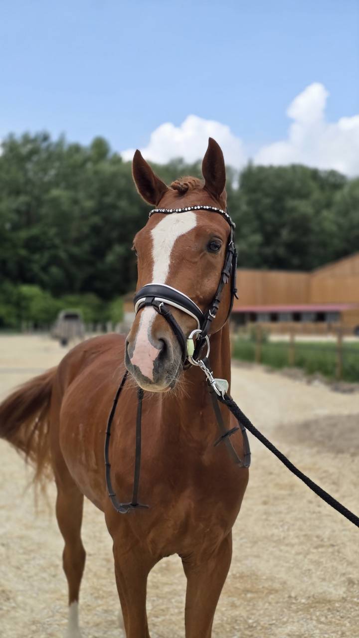 Hongre, 2021, 74% en Formation 1