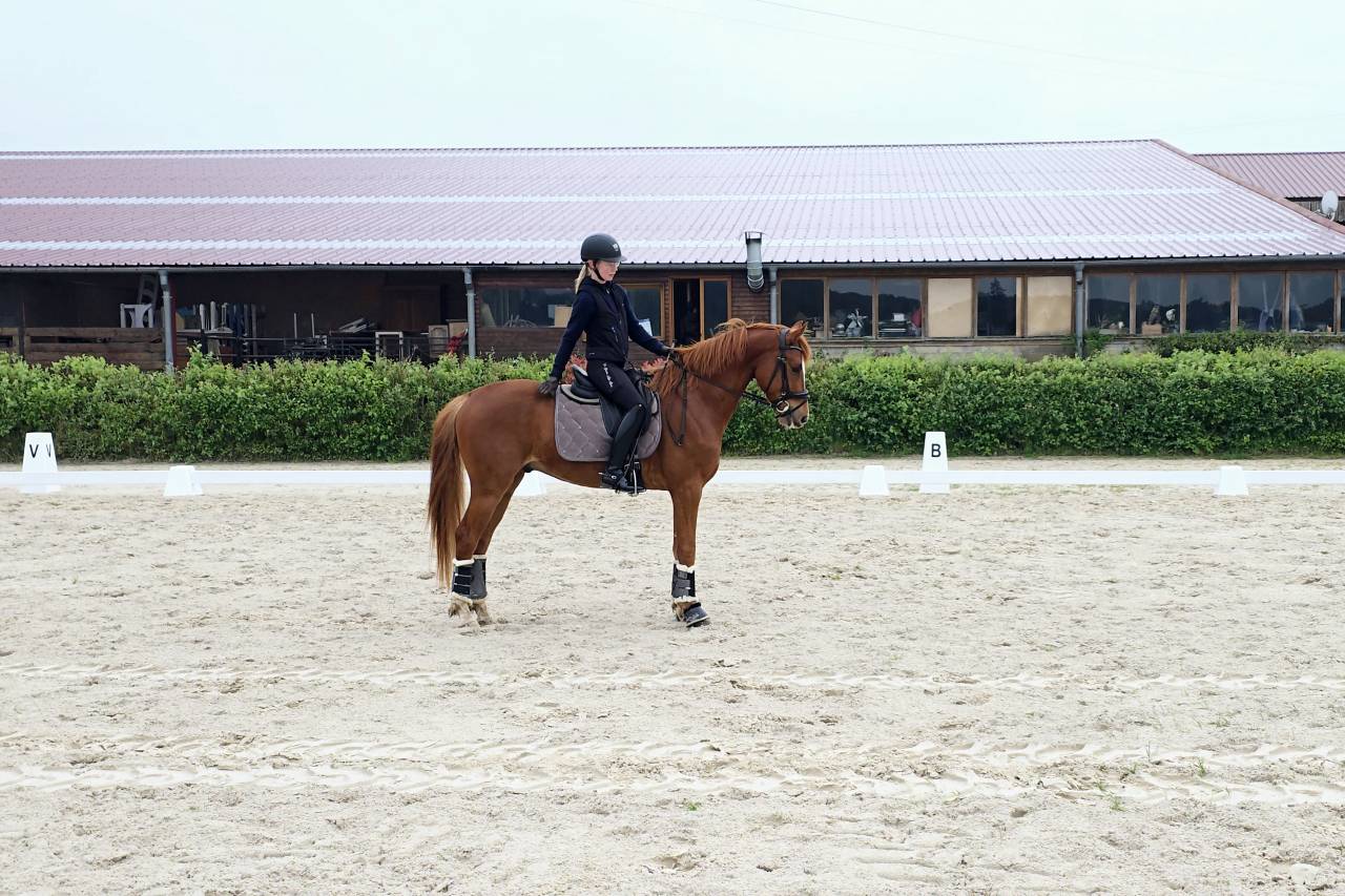 Hongre, 2021, 74% en Formation 1