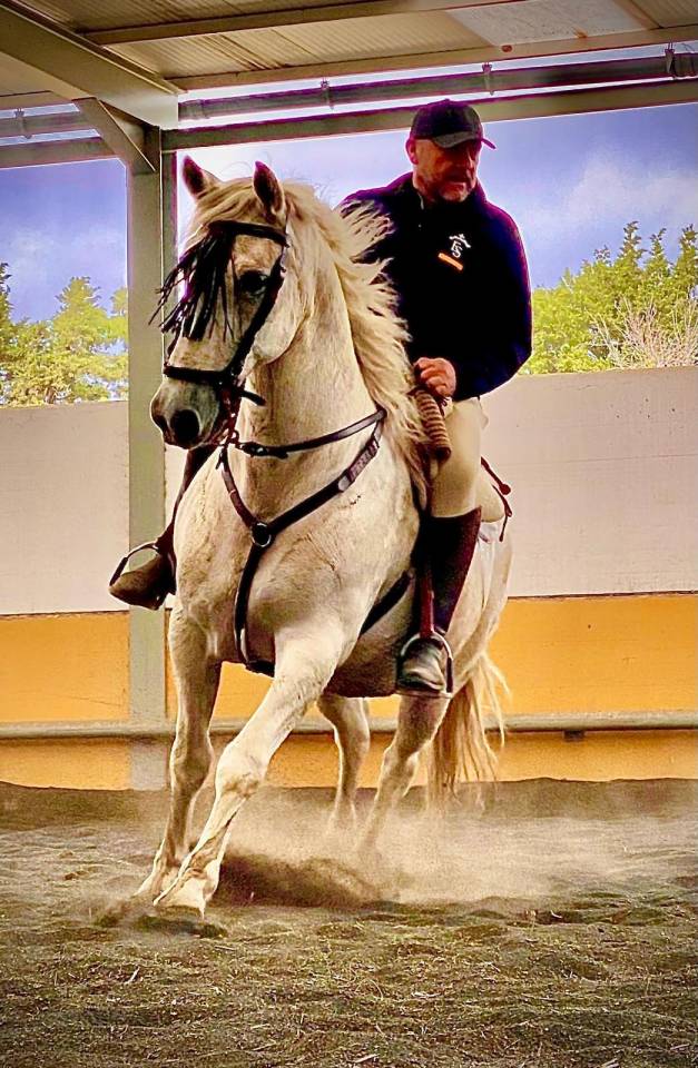 CHEVAL PURE RACE ESPAGNOLE