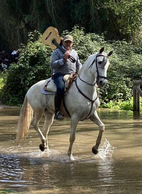 CHEVAL PURE RACE ESPAGNOLE