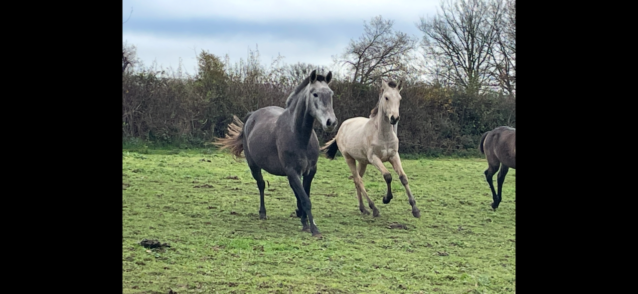 Poulain Lusitanien  PP Isabelle